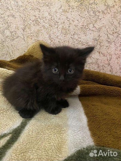 Котята