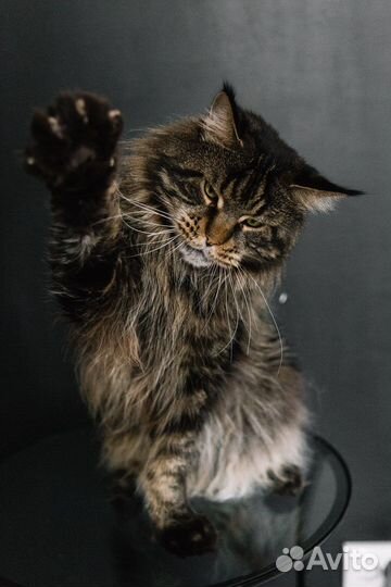 Вязка с котом