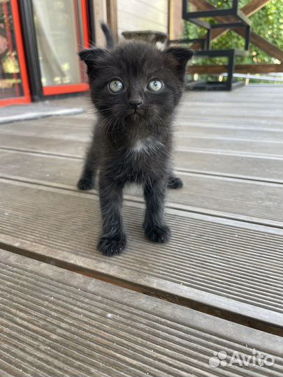 Котята в добрые руки даром