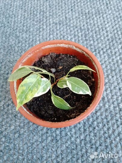 Фикус кинки