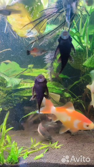 Сомики анциструсы