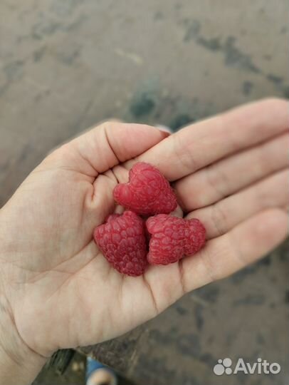 Продаю малину