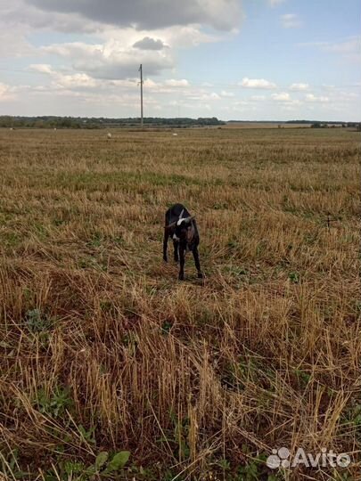 Козы и козел