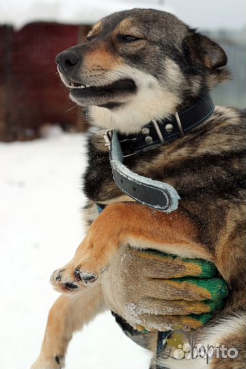 Прелестная Лисичка ищет дом