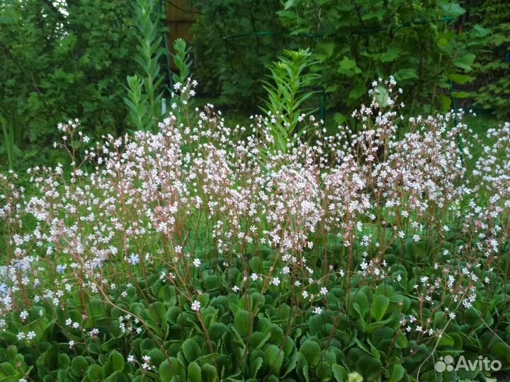 Камнеломка тенистая