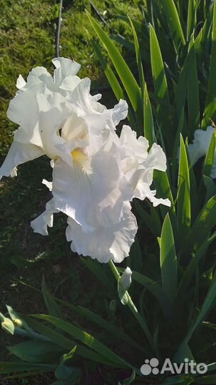 Ирисы, флоксы