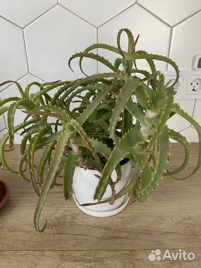 Фикус, хамедорея, сингониум, алоэ