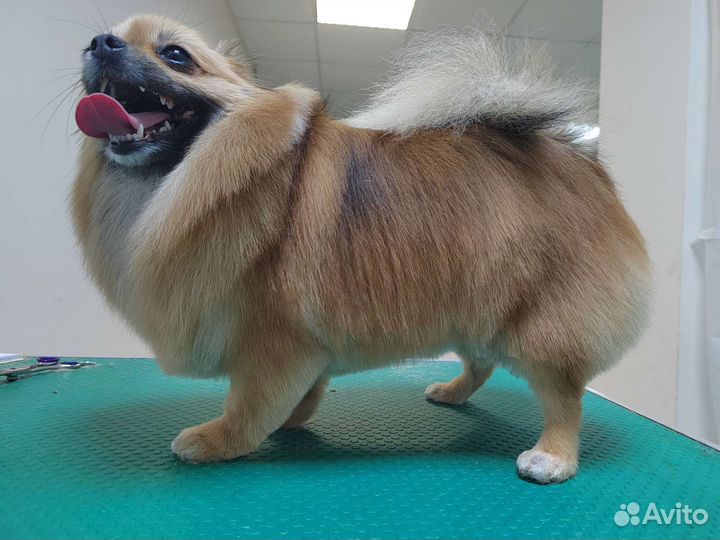 Стрижка собак и кошек, грумер, груминг животных