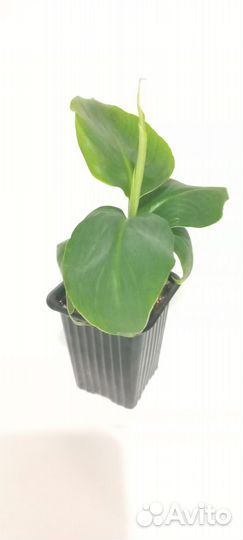 Комнатные бананы. 4 сорта. Возможен опт