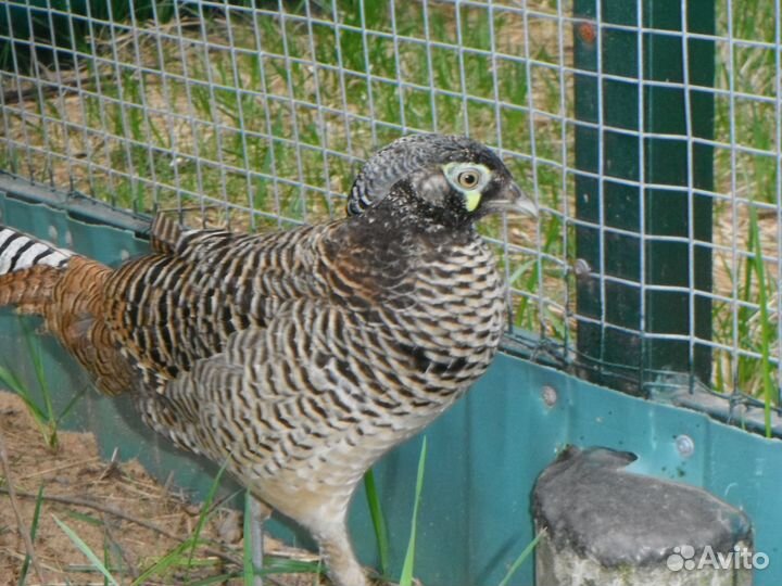 Фазаны свайно и алмазные