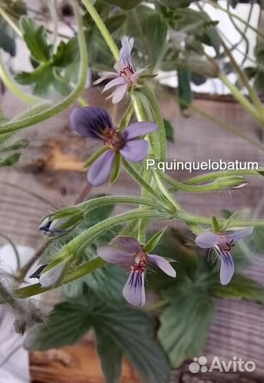 Пеларгонии Видовые редкие сорта