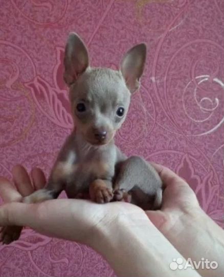 Мини той-терьер щенки