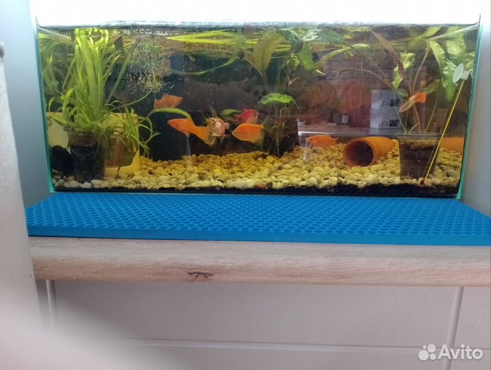 Аквариум
