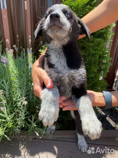 Голубоглазый щенок, бесплатно