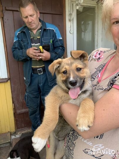 Щенки бесплатно