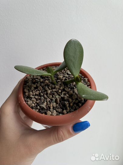 Крассула Овата сансет (Толстянка/Денежное дерево)