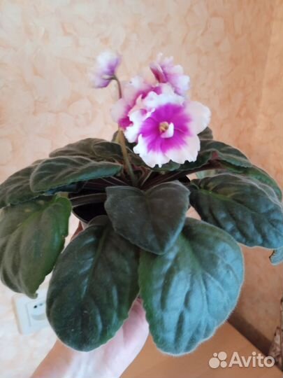 Сортовые фиалки