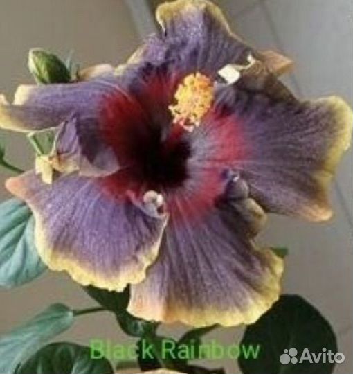 Гибискус Black Rainbow