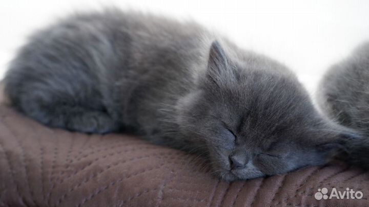 Котята сибирской кошки
