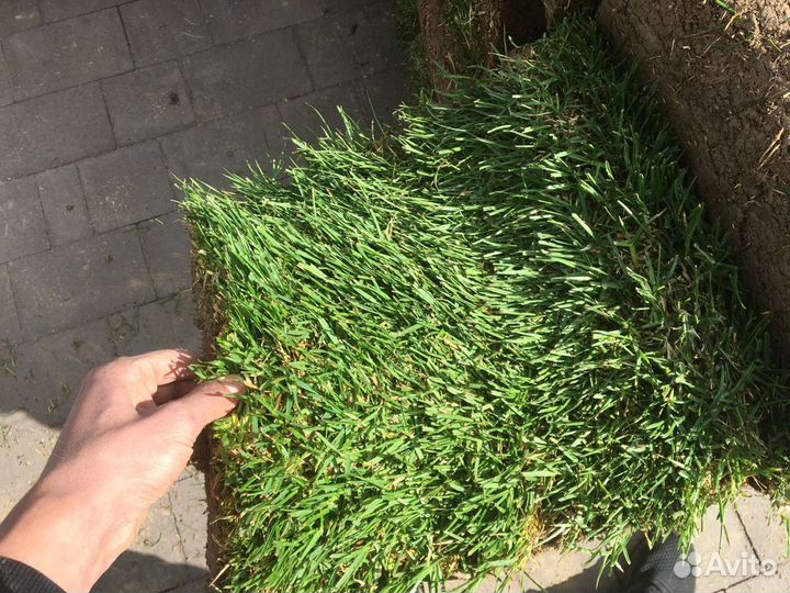 Рулонный газон