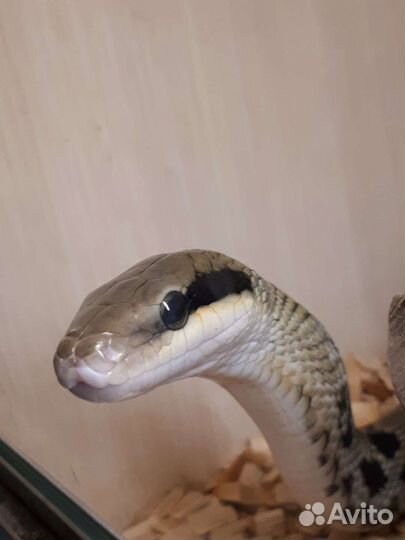 Передержка рептилий