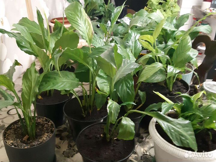 Спатифиллум