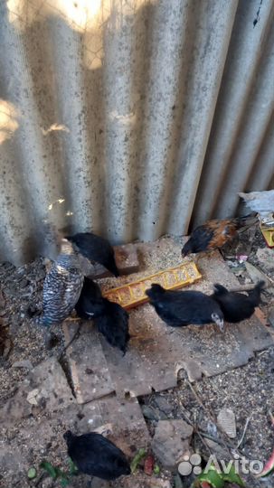 Цыплята трех месяцев