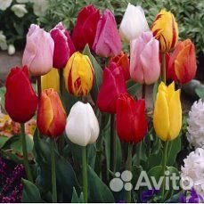 Луковичные голландские