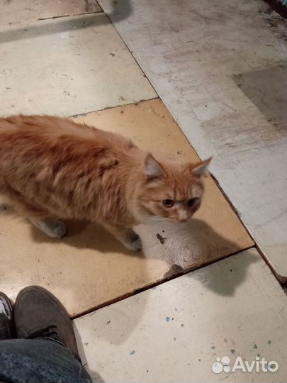 Найден котик рыжий