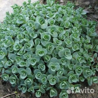 Очиток Эверса, седум