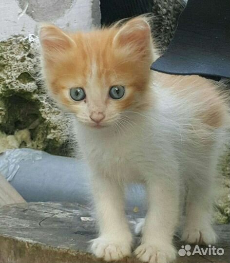 Продам котят
