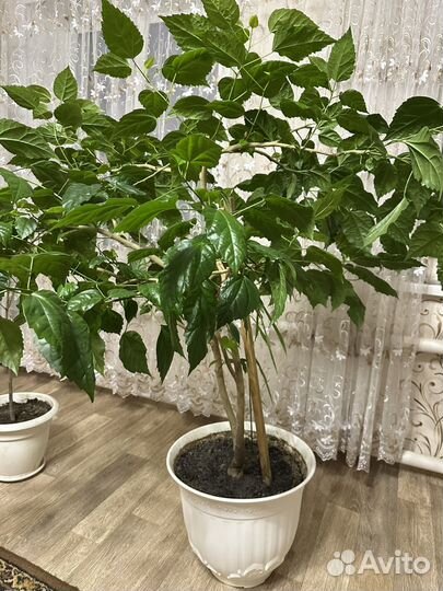 Гибискус, китайская роза