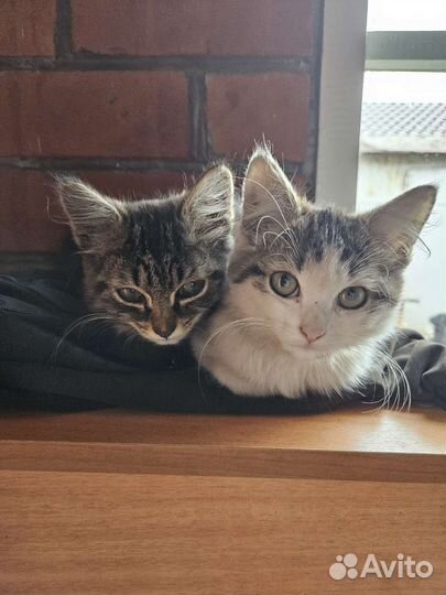 Кошки в добрые руки