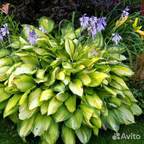 Хоста растение