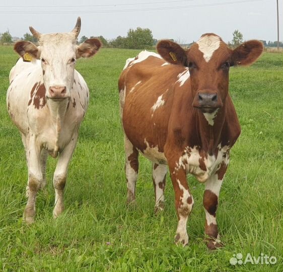 Коровы и телки