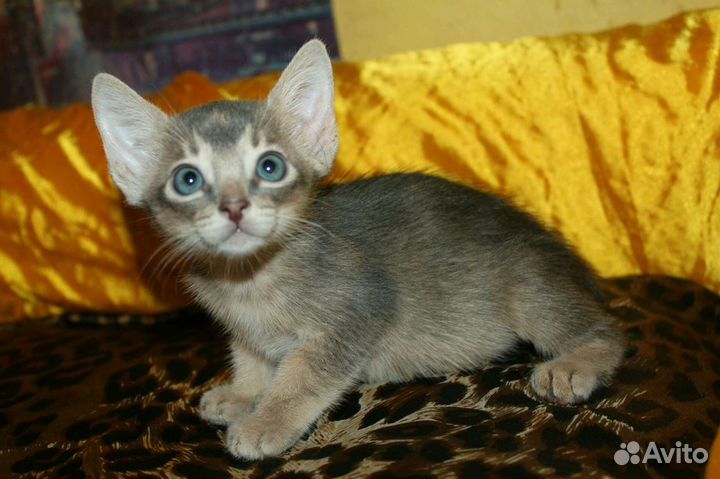 Абиссинский кот + бенгалка, ориенталка