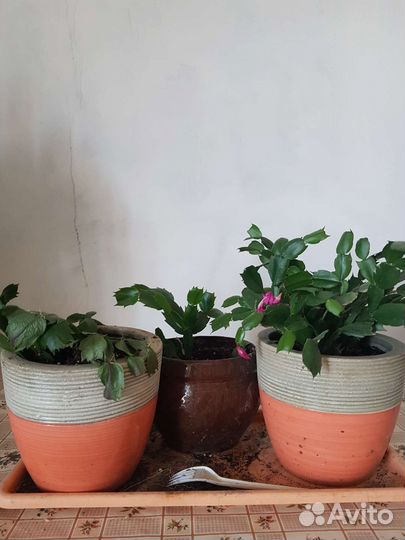 Комнатные растения