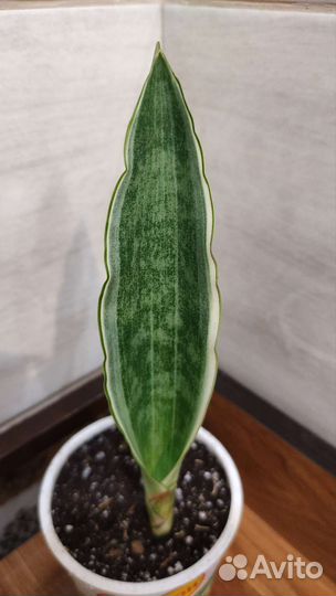 Сансевиерия футура суперба, манолин