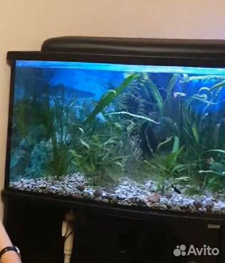 Аквариум