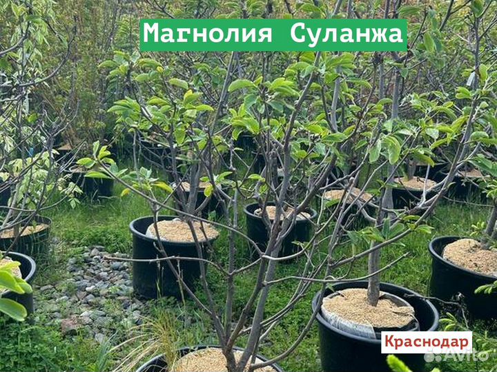 Магнолия Суланжа