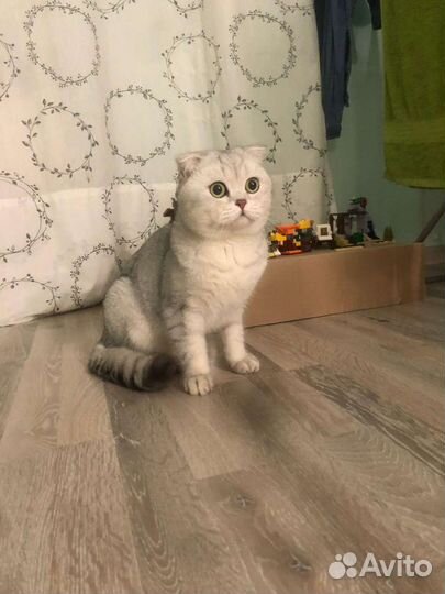 Шотландский вислоухий кот