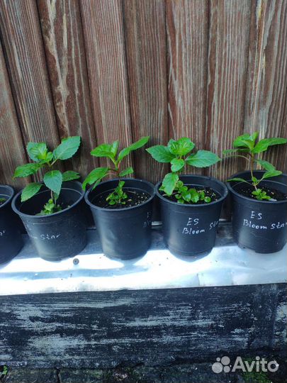 Гортензия ремонтантная Endless Summer Bloom Star