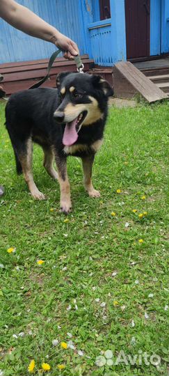 Собаки бесплатно в добрые руки