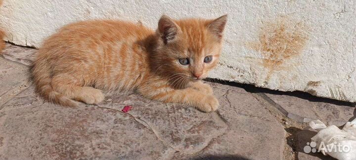 Котята в добрые руки бесплатно