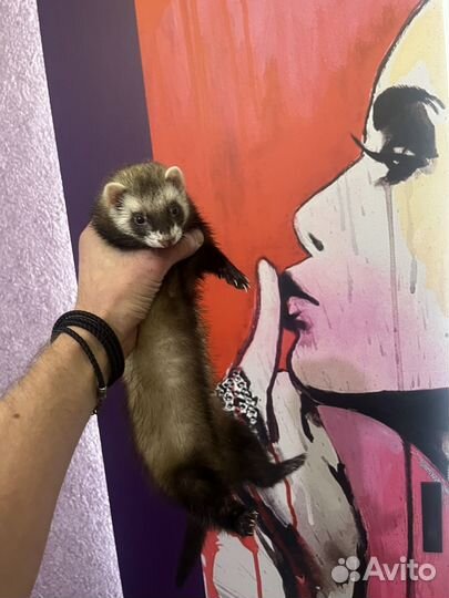 Домашний хорек