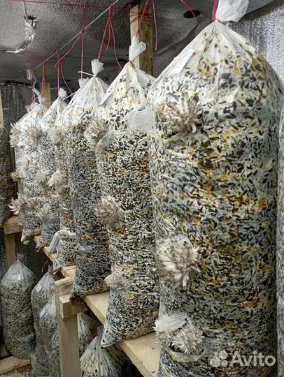 Мицелий вешенки зерновой