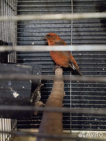 Клест еловик. Желтый300 красный500 щегол500