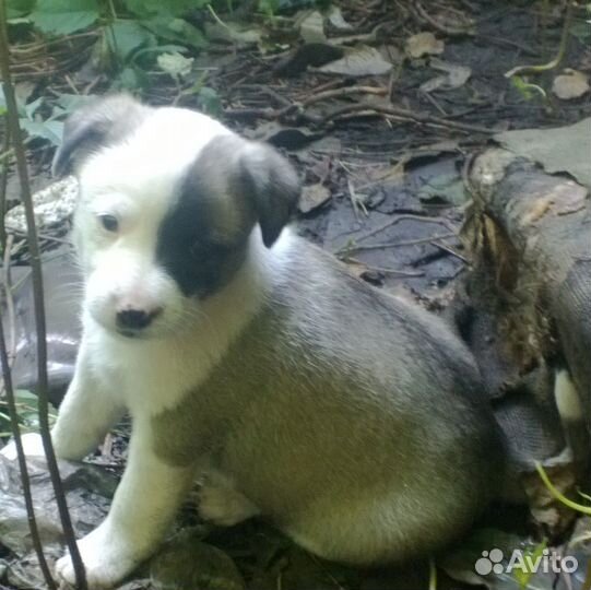 Щенки в добрые руки