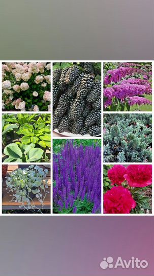 Рассада клубники и другие саженцы