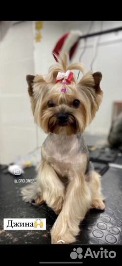 Щенки йорка